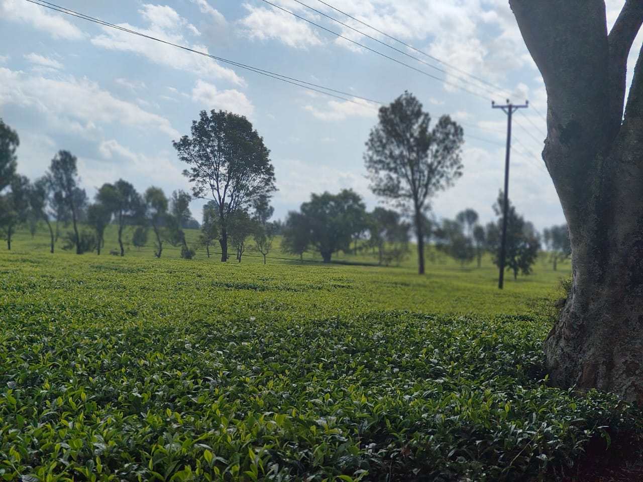Tigoni Kiambu tea farm for sale apx 1200 acres