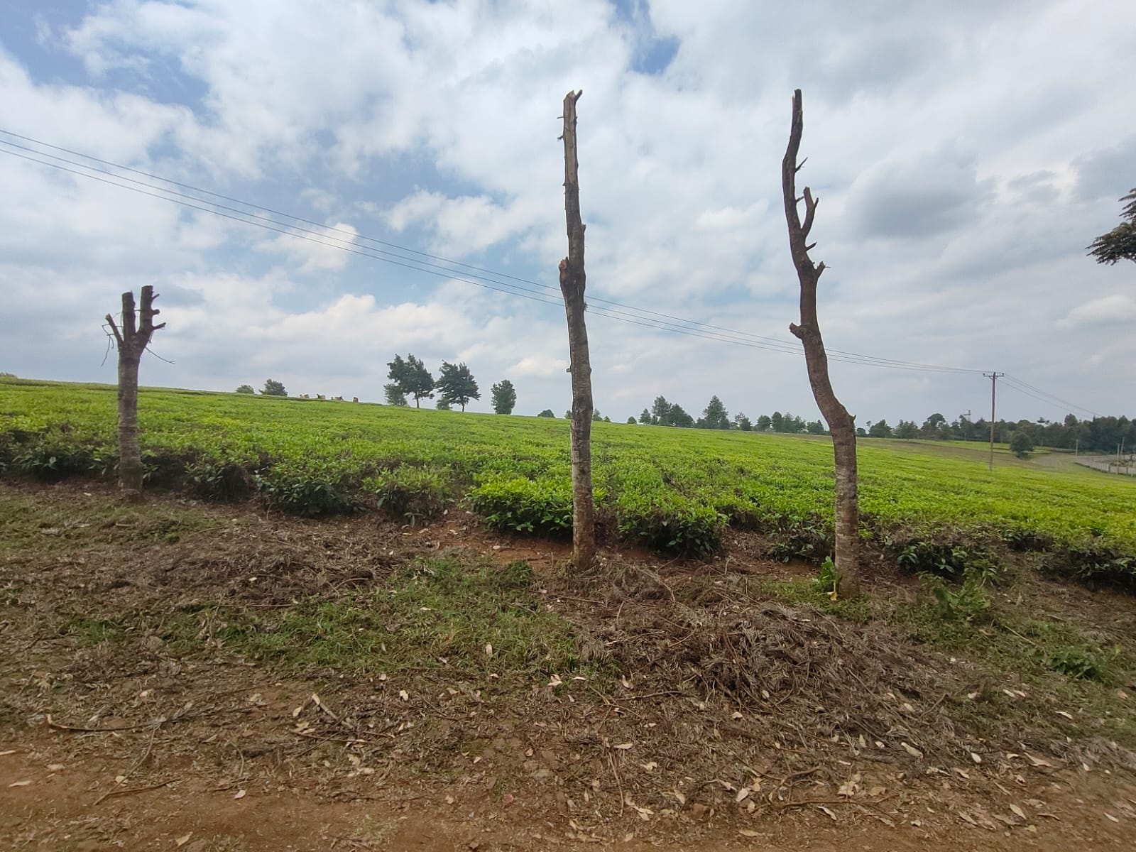 Tigoni Kiambu farm of 12.5 acres